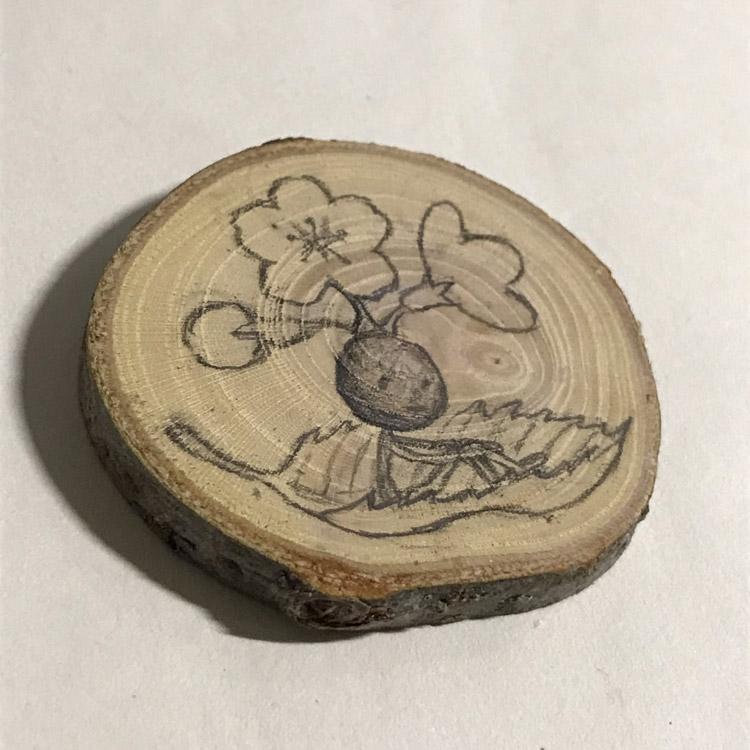 ケヤキの輪切り