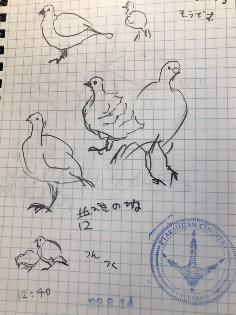 雷鳥のスケッチ